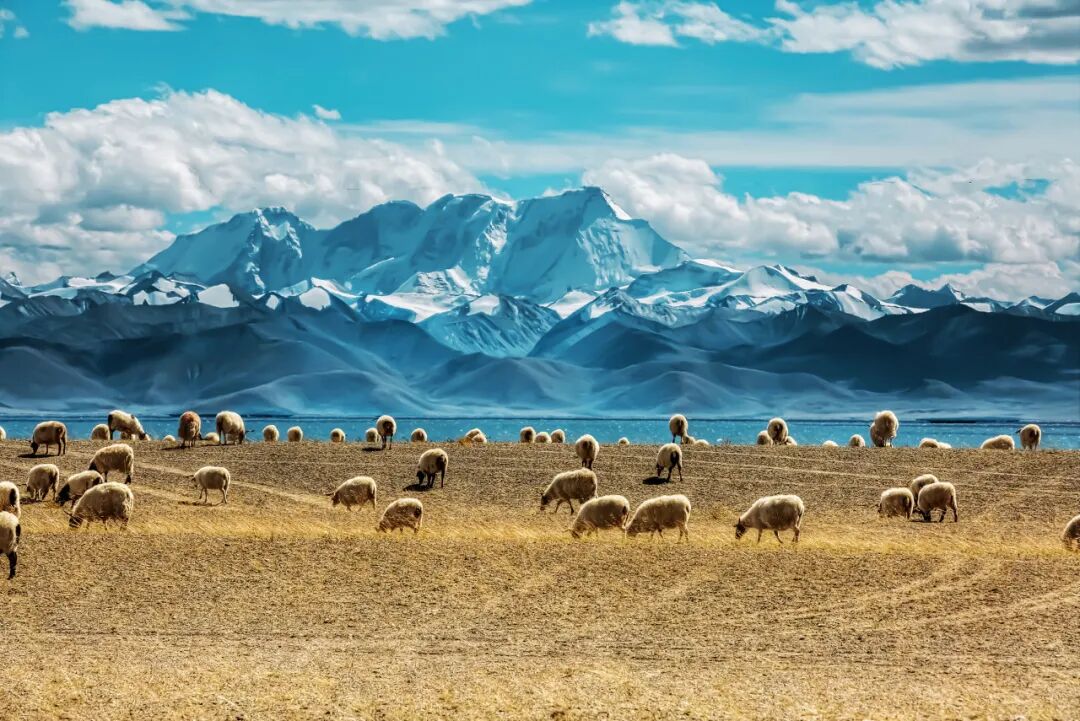 中国唯一没有“树”的城市：种活一棵奖励30万！比韩国大3倍，景色绝美，却无人敢去......