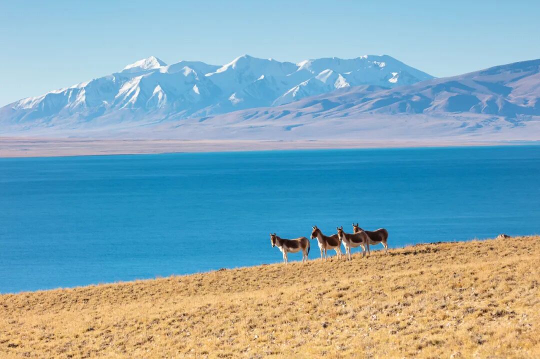 中国唯一没有“树”的城市：种活一棵奖励30万！比韩国大3倍，景色绝美，却无人敢去......