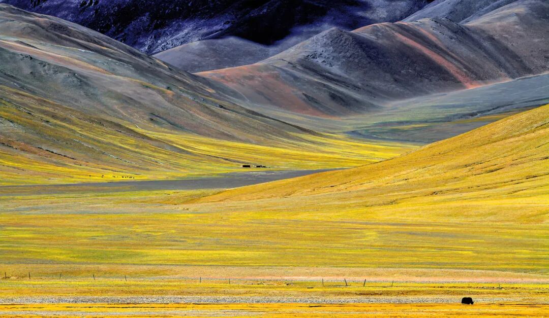 中国唯一没有“树”的城市：种活一棵奖励30万！比韩国大3倍，景色绝美，却无人敢去......