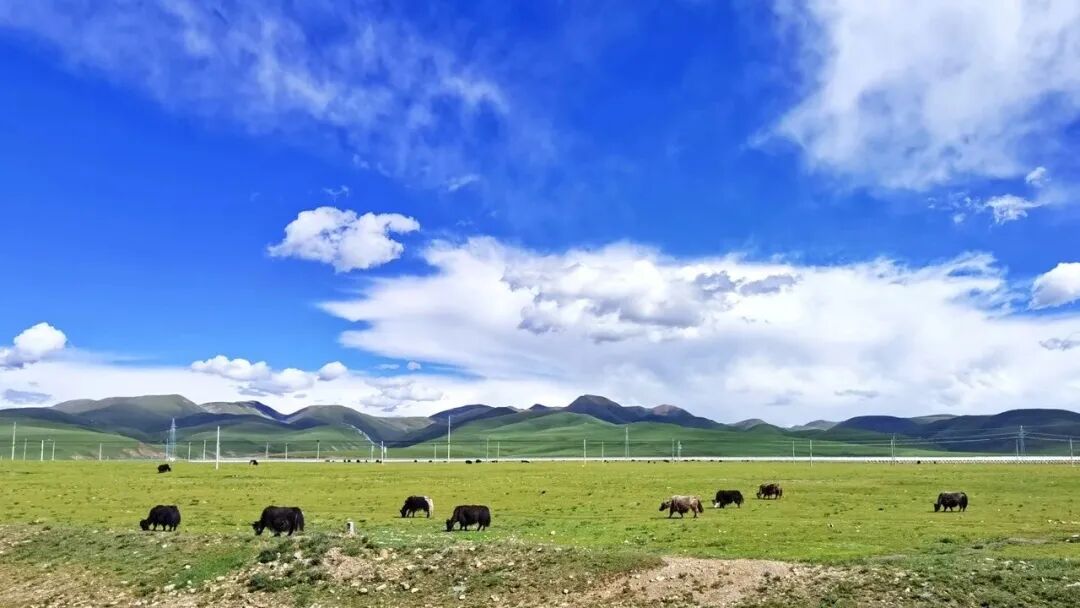 中国唯一没有“树”的城市：种活一棵奖励30万！比韩国大3倍，景色绝美，却无人敢去......