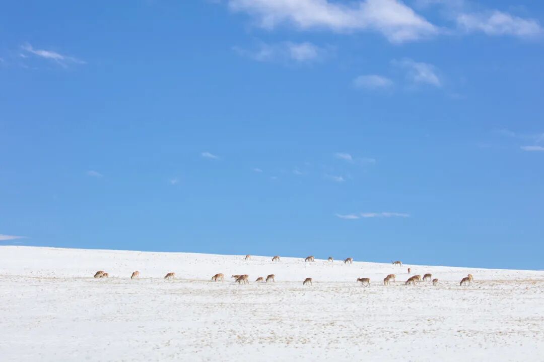 中国唯一没有“树”的城市：种活一棵奖励30万！比韩国大3倍，景色绝美，却无人敢去......