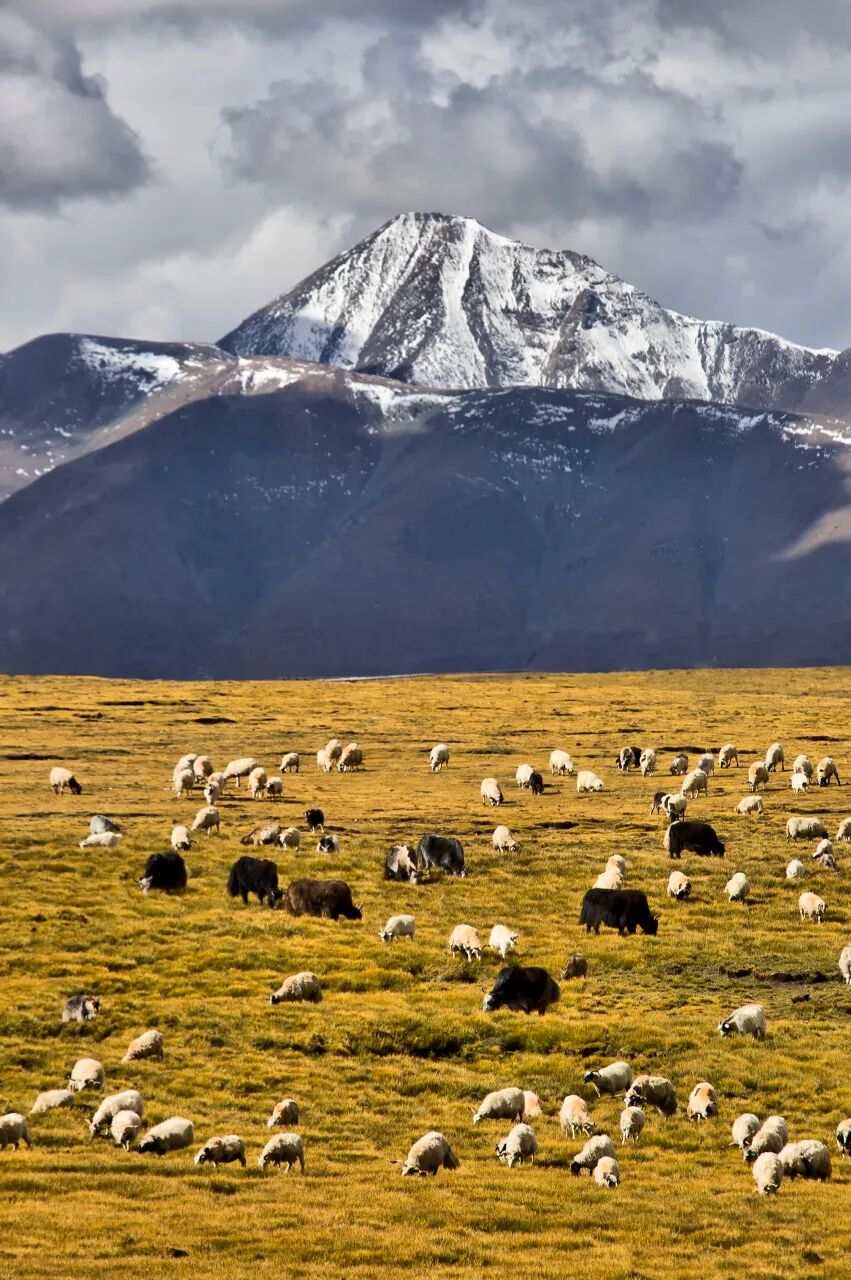 中国唯一没有“树”的城市：种活一棵奖励30万！比韩国大3倍，景色绝美，却无人敢去......