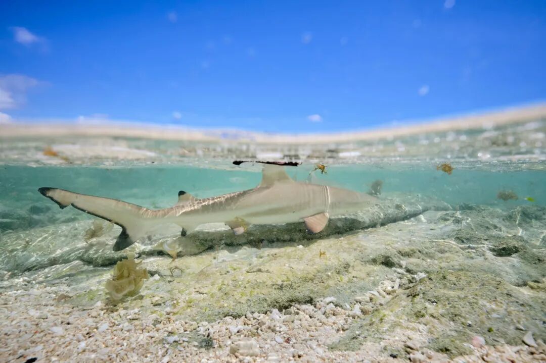 世界唯一没有“癌症”的国家：禁止携带苹果，对中国免签！比马代纯净，美到窒息却鲜有人知......