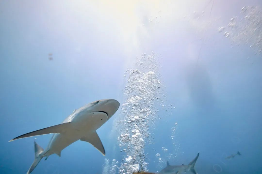 世界唯一没有“癌症”的国家：禁止携带苹果，对中国免签！比马代纯净，美到窒息却鲜有人知......