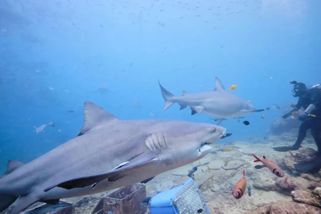 世界唯一没有“癌症”的国家：禁止携带苹果，对中国免签！比马代纯净，美到窒息却鲜有人知......