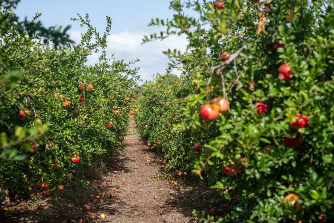 中国唯一以“花”命名的城市：没有冬天，均温20℃！不输昆明，比海南人少、便宜，水果自由，此生必去