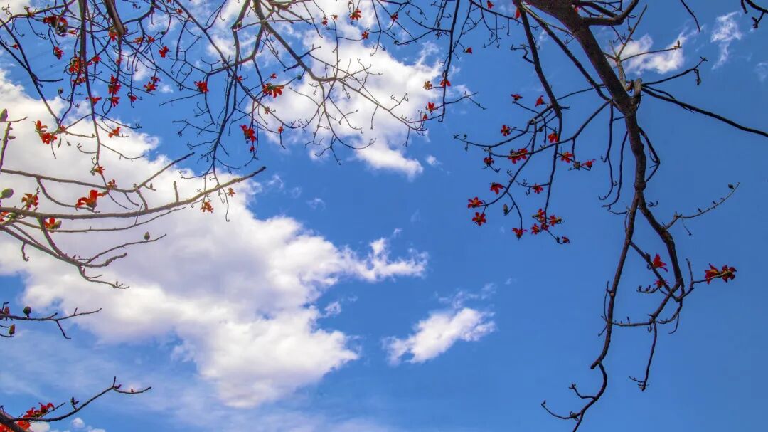 中国唯一以“花”命名的城市：没有冬天，均温20℃！不输昆明，比海南人少、便宜，水果自由，此生必去