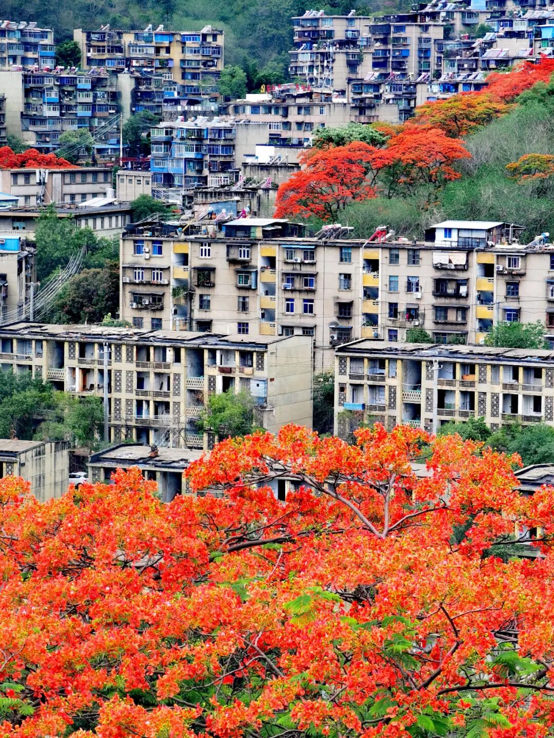 中国唯一以“花”命名的城市：没有冬天，均温20℃！不输昆明，比海南人少、便宜，水果自由，此生必去