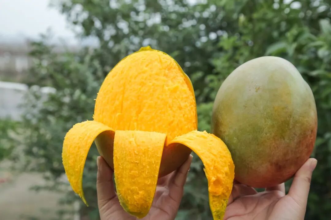 中国唯一以“花”命名的城市：没有冬天，均温20℃！不输昆明，比海南人少、便宜，水果自由，此生必去