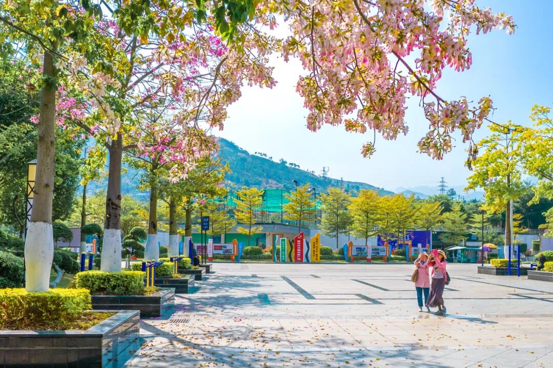 中国唯一以“花”命名的城市：没有冬天，均温20℃！不输昆明，比海南人少、便宜，水果自由，此生必去