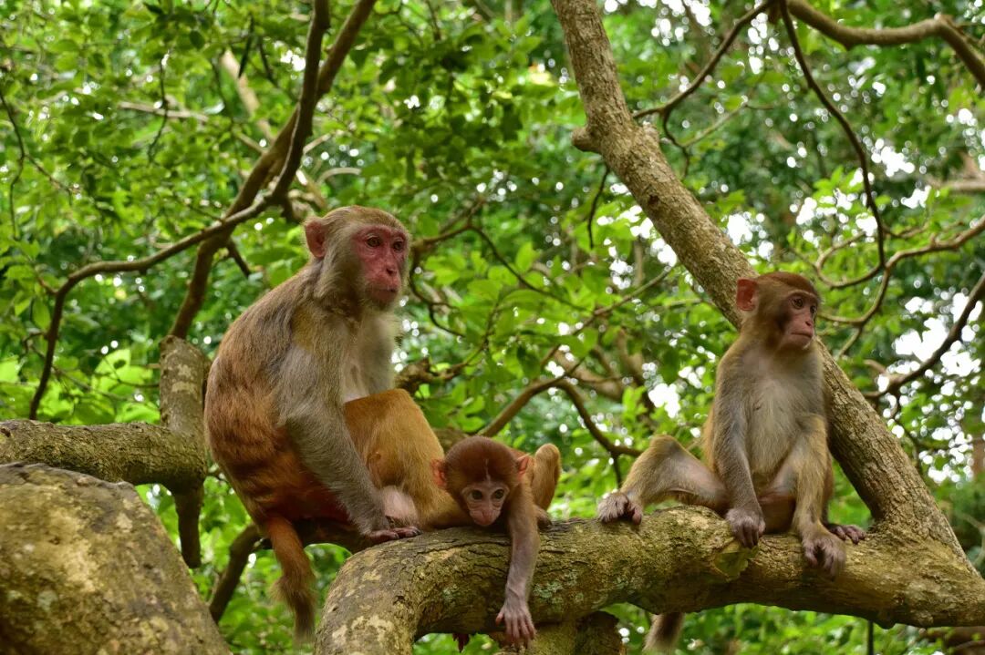 国内“避寒”天花板：游客不足三亚的1%，比万宁小众，被余华疯狂点赞，均温25℃，严重被低估了......