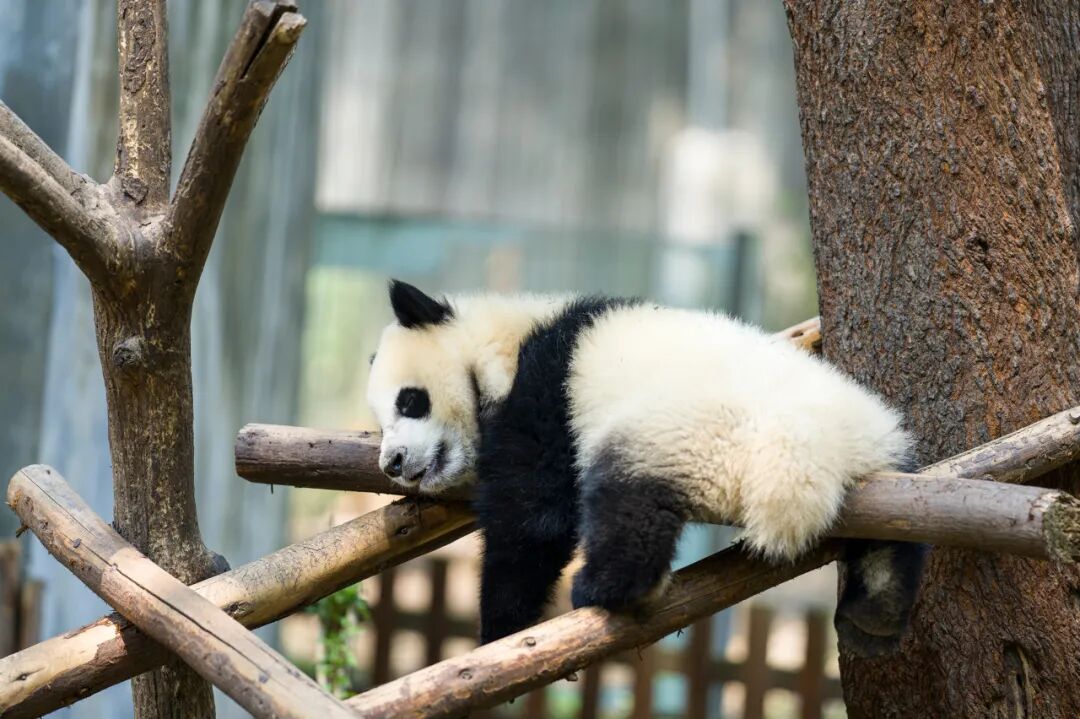 中国最“懒”的城市们：天天喝茶打麻将，美女遍地，绝不内卷！幸福感爆棚，美食众多，你来过几个？