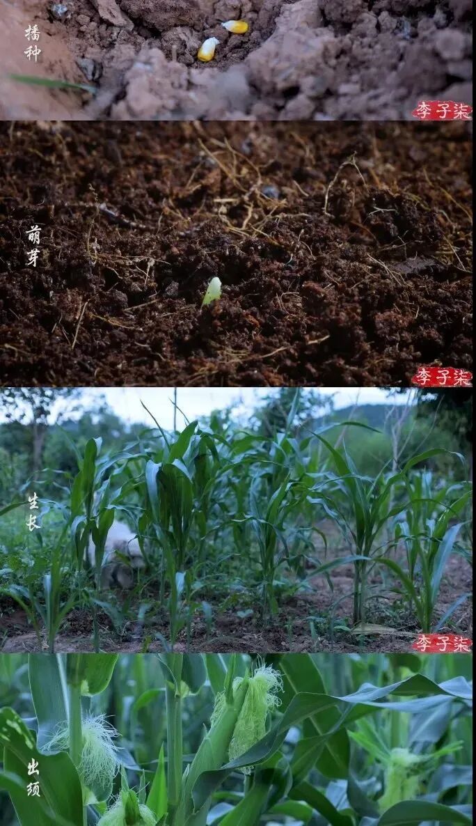 消失近250天后，李子柒终于出现了，背后隐藏的真相，瞒不住了（组图） - 40