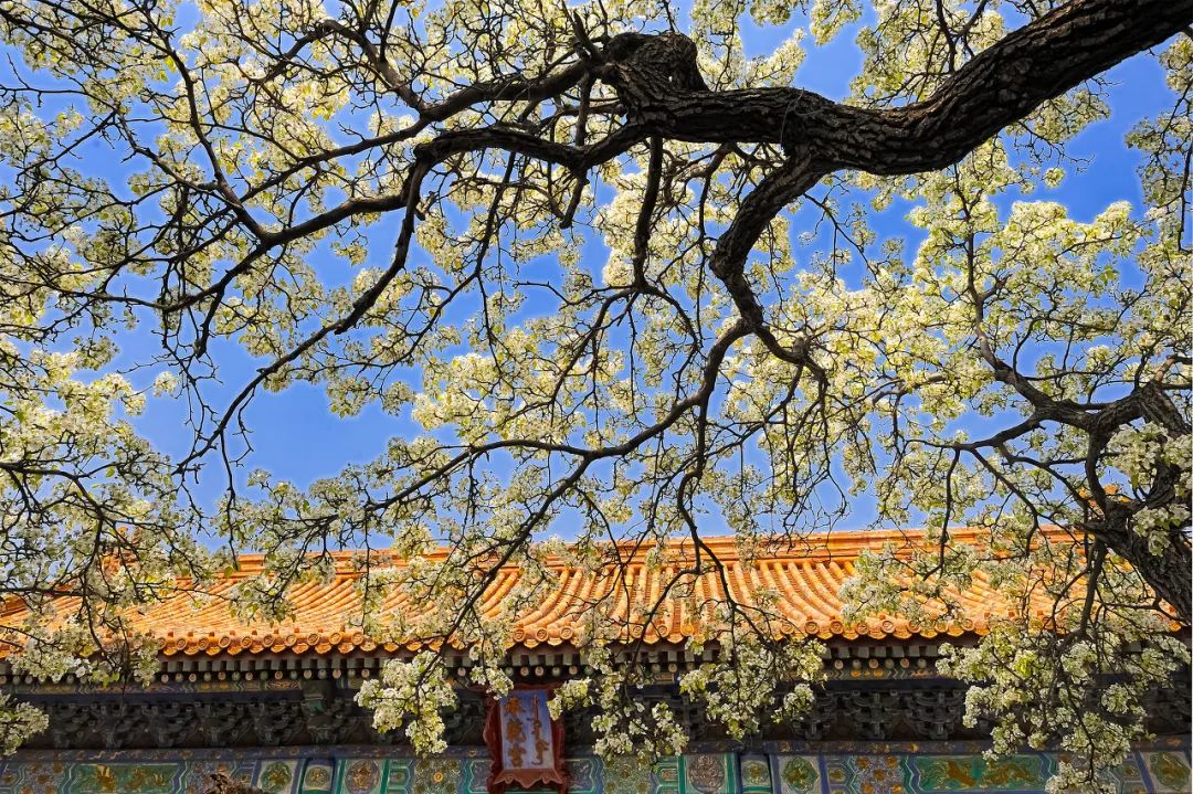 四月必去的15个地方，我只去过5个，你呢？