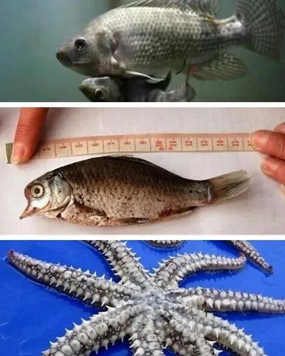 10年前经历核泄漏的福岛,现在究竟有多恐怖? - 环球旅行 - 瓦斯阅读