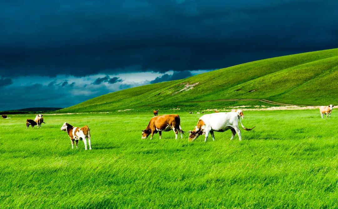 一到夏天，內蒙古就「綠」了全世界！ 旅遊 第15張