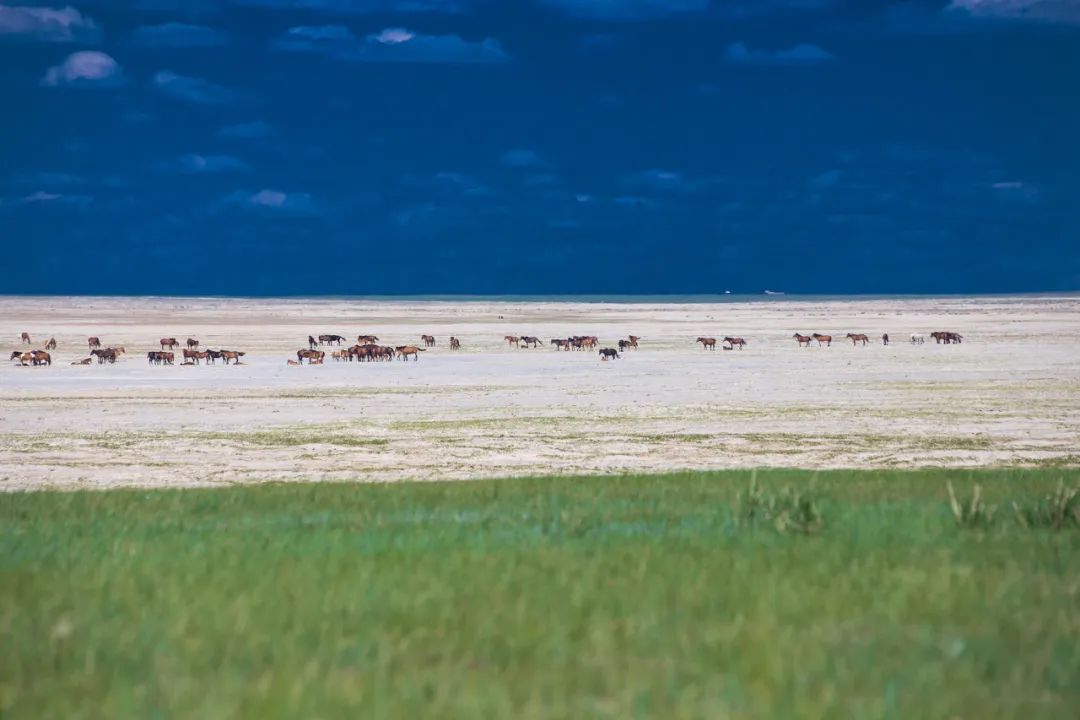 一到夏天，內蒙古就「綠」了全世界！ 旅遊 第25張