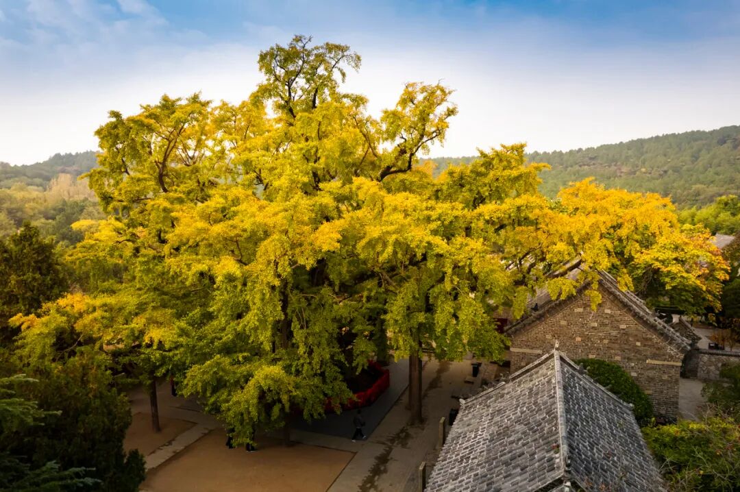 山东又一“假古城”火了，耗资39亿，却不收门票！游客：来了根本不想走