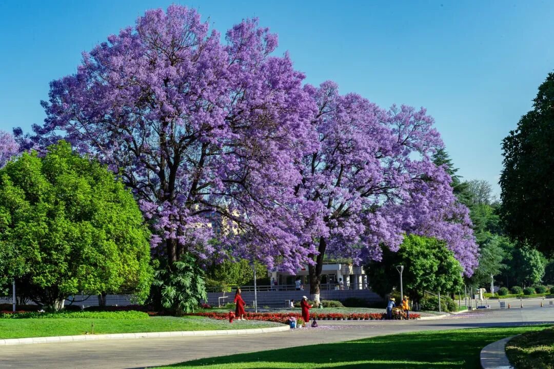 中国唯一以“香烟”命名的城市：烟比城市出名，李健为她写歌！比昆明安逸，高铁1h直达，竟鲜为人知