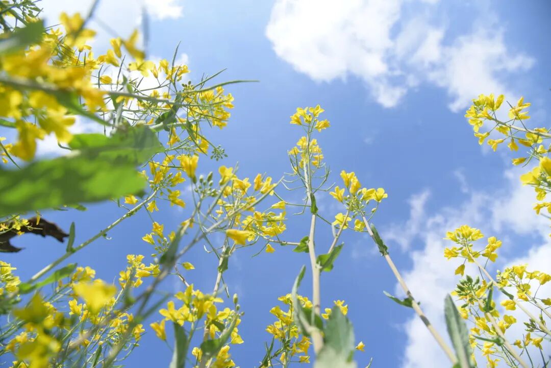 中国唯一以“香烟”命名的城市：烟比城市出名，李健为她写歌！比昆明安逸，高铁1h直达，竟鲜为人知