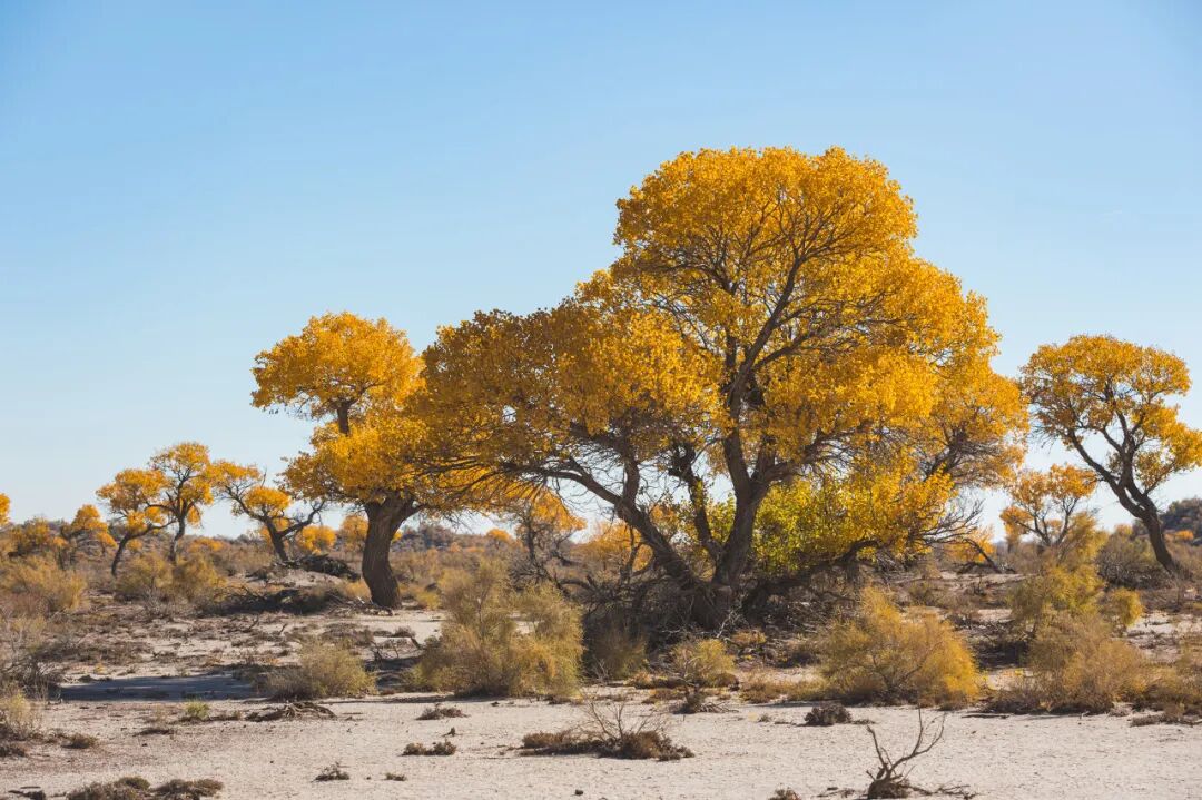 免签30天正式生效！世界最“便宜”的国家，风光不输瑞士，油价仅2.5元/升，花¥35坐大巴就能去？
