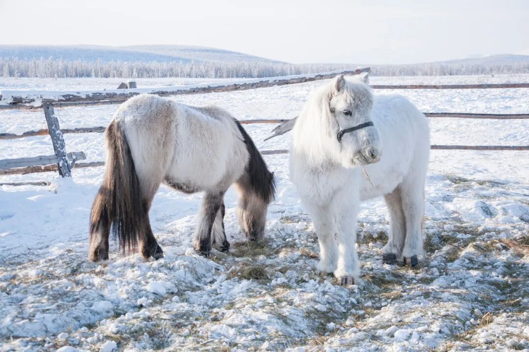 零下71℃！世界最冷的地方，北极熊扛不住，挖坟需要3天，仅有500人居住，却有无数人抢着来