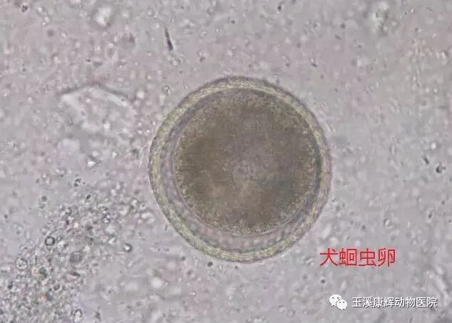 狗狗的寄生虫病 疾病常识 康辉动物医院