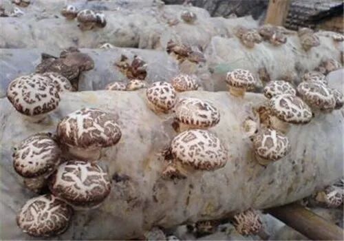 克保农业 食用菌大棚黑白膜价格