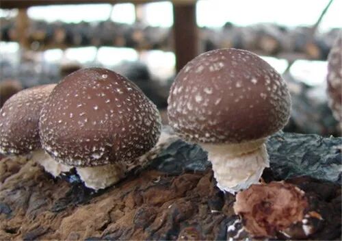 克保农业 食用菌大棚膜 黑白膜