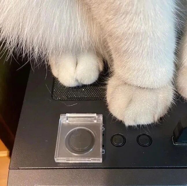电脑经常被猫踩关机，买了这个东西后，再也不怕了！