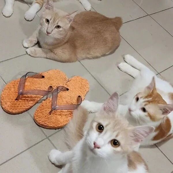 新买的拖鞋没几天就变成了这样，找猫理论，它们却一脸问号！