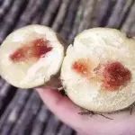 可致死！这种水果正大量上市！却可能含致命毒素！千万小心...