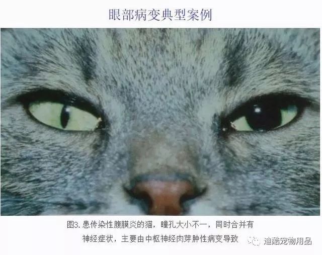 科普篇 死亡率95 的猫传染性腹膜炎到底是什么病 迪酷宠物用品 微信公众号文章阅读 Wemp