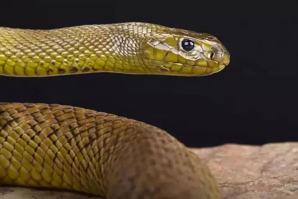 澳洲内陆太攀蛇(inlandtaipan snake)