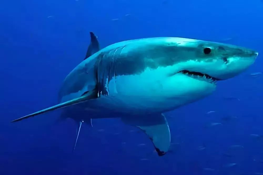 大白鲨(great white shark)