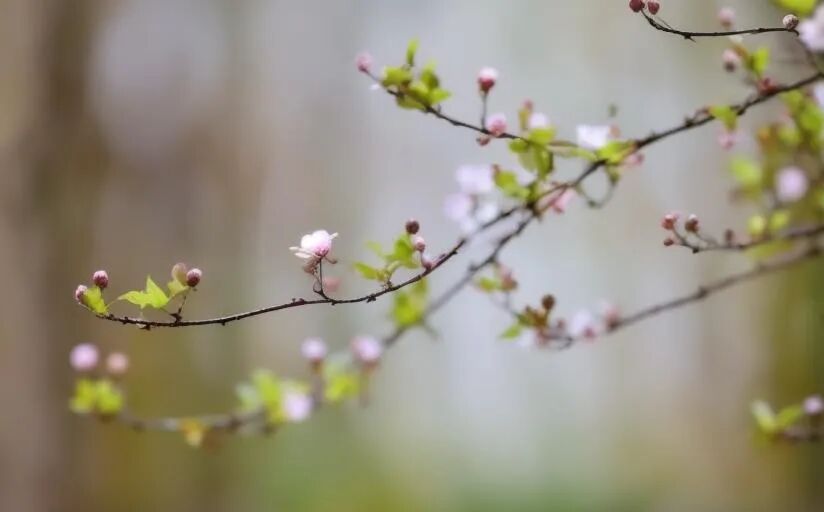 晚婚年龄界定标准解析：究竟多少岁结婚才算晚婚？官方定义与社会观念对比