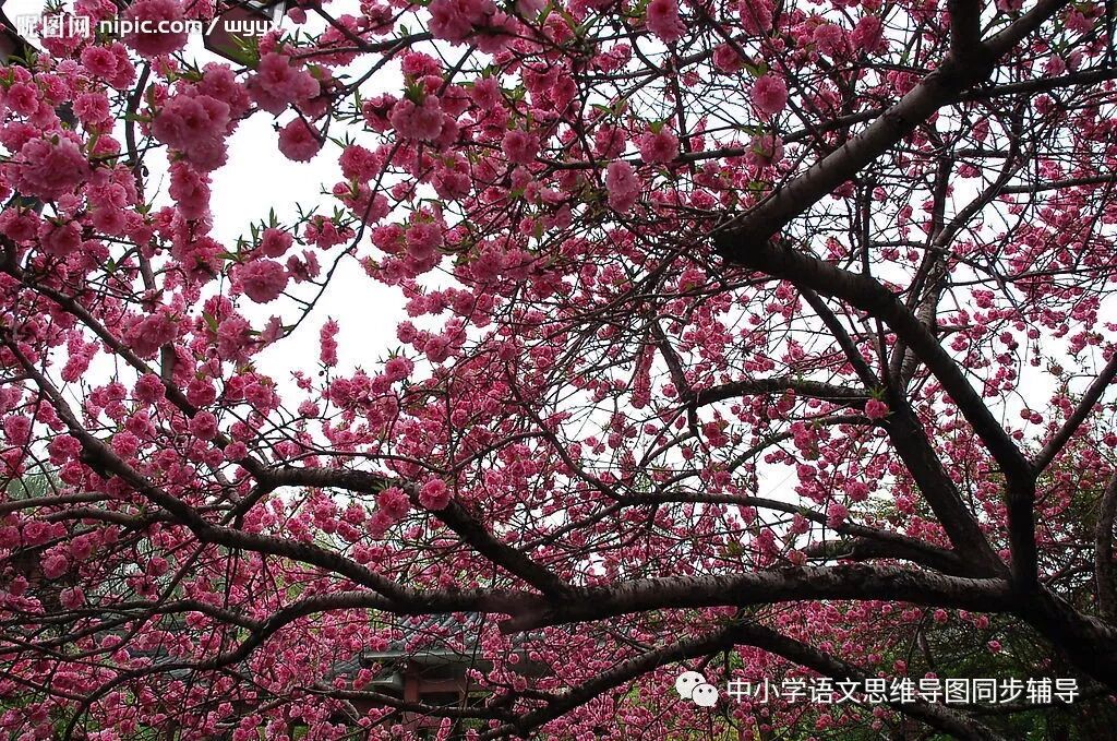 人教版三年级语文《春日》思维导图欣赏