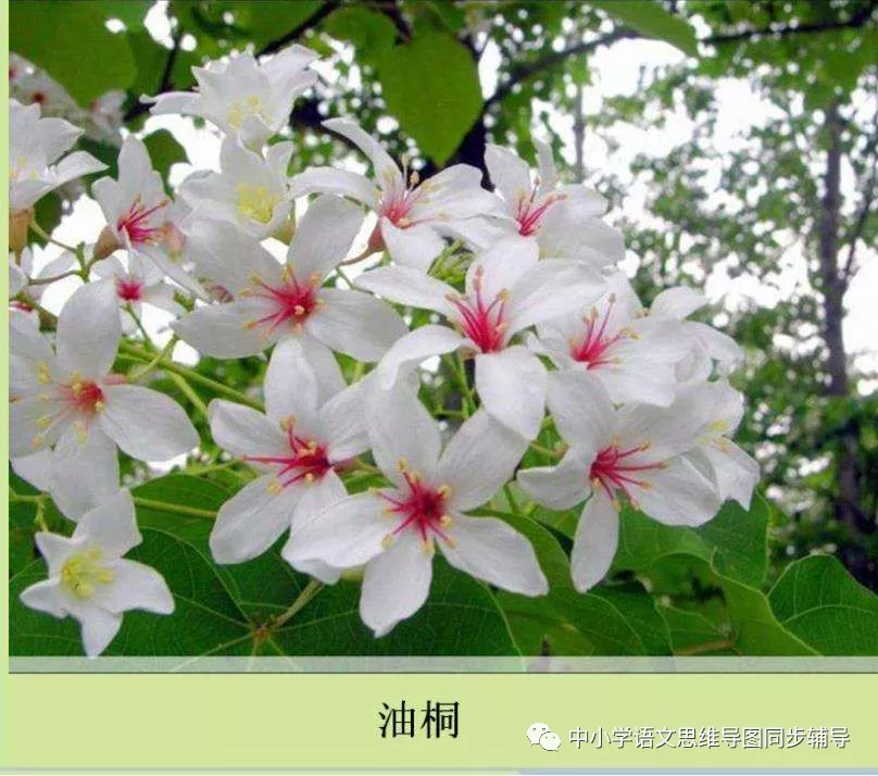 人教版四年级语文《记金华的双龙洞》思维导图欣赏