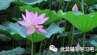 人教版三年级语文《荷花》思维导图欣赏