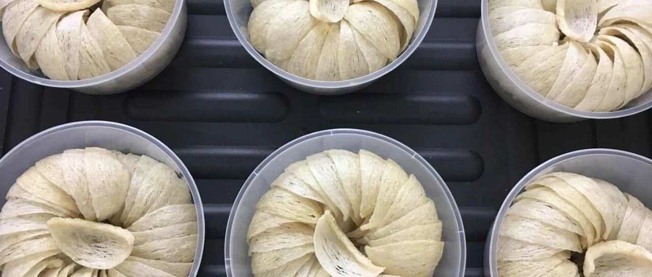 吃燕窝属于交智商税吗？