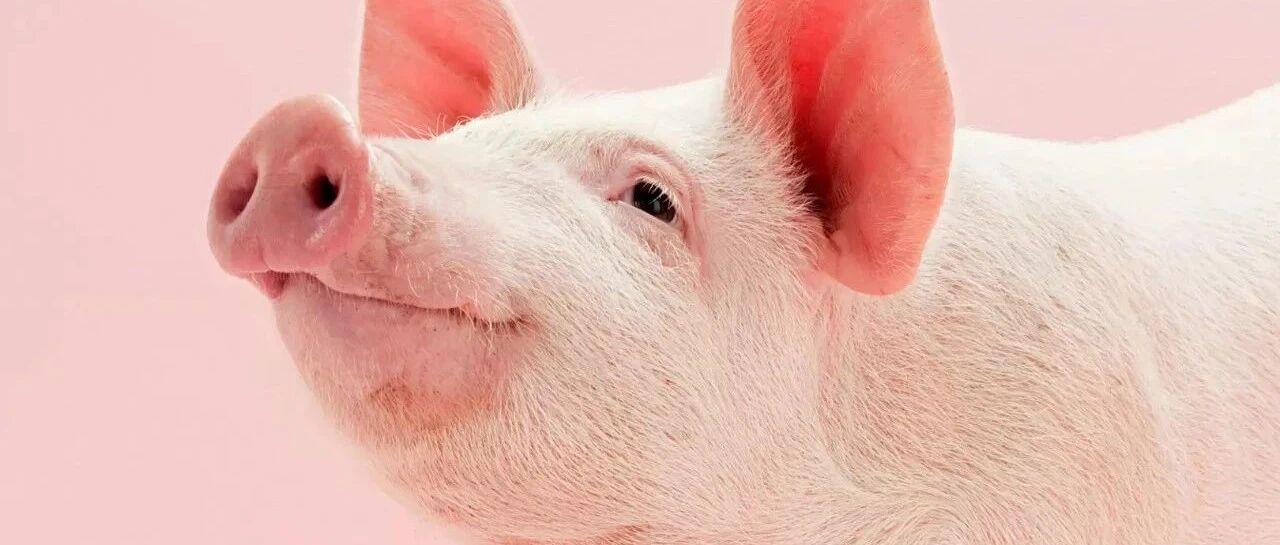 转移因子胶囊里面都是转移因子吗？