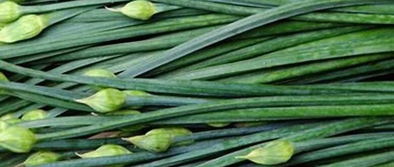 孩子误吞了枣核，需要多吃韭菜保护肠胃吗？