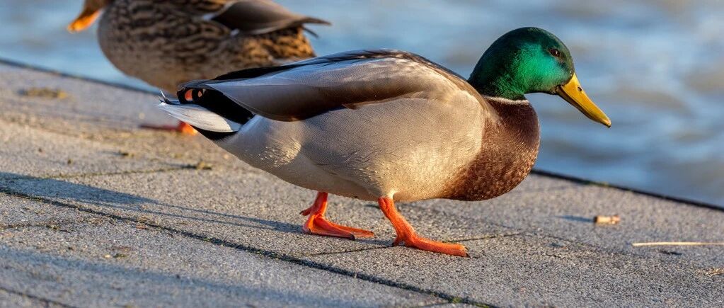 春天贴生长贴，能帮孩子长高吗？