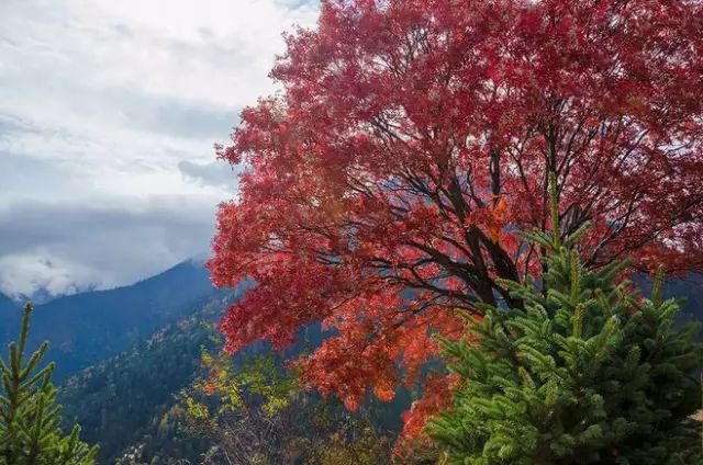 听 徐涛 幸福一日致秋天的花楸树 千纸鹤之声 微信公众号文章阅读 Wemp