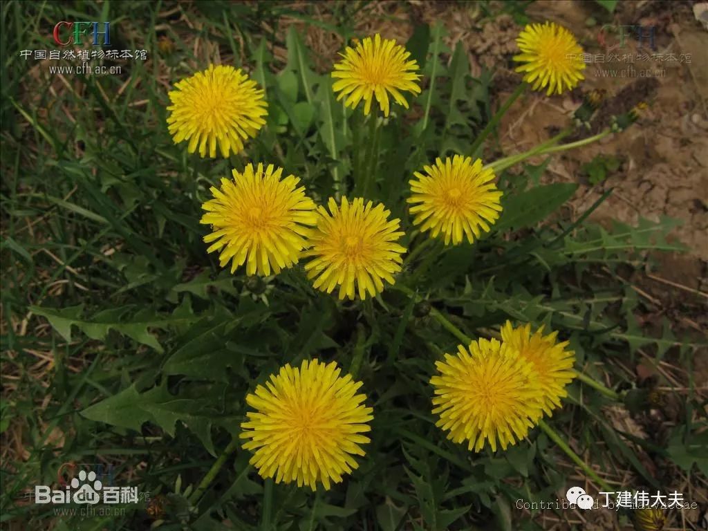 连翘20g鸡血藤50g桃仁10g赤芍15g玄参20g王不留行30g蒲公英30g 大蓟