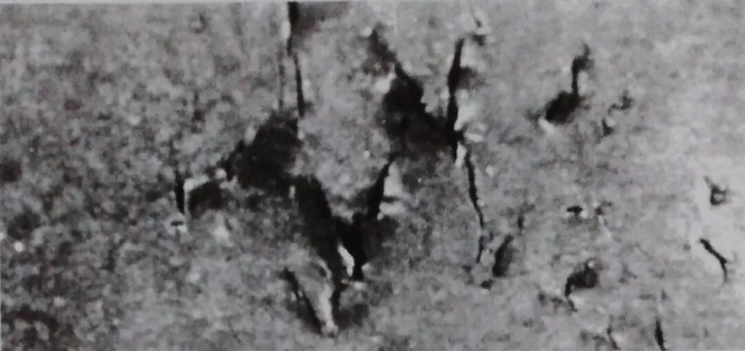 热轧钢板缺陷——钢板裂纹实例分析图