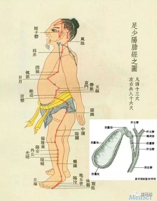 足少阳胆经循行图 胆经穴位图 胆经经络图：flash动画讲解
