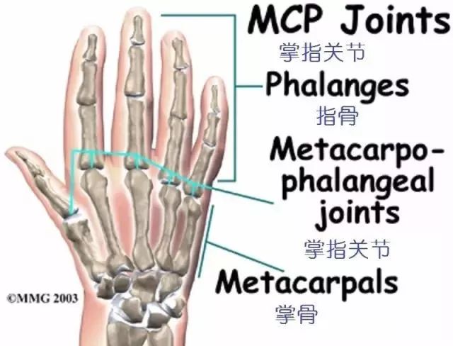 详细的手部解剖 医学解剖 微信公众号文章阅读 Wemp