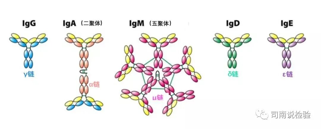 免疫生化是什么知识点126：细说生化免疫项目之免疫球蛋白（IgA、IgG、IgM）_https://www.jmylbn.com_新闻资讯_第2张