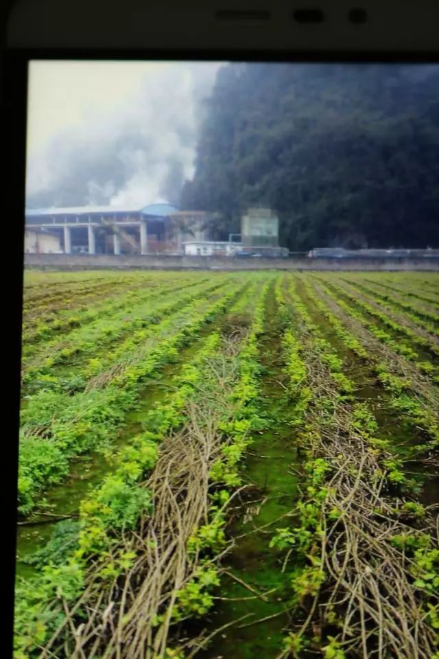 黄豆地用什么除草剂除草_花生出苗后用什么除草剂除草_除草剂